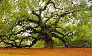 Giant Oak Tree