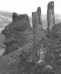 Lester Frank Ward in Yellowstone National Park with Fossil Tree Trunks, 1887